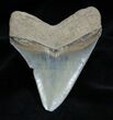 Carcharocles Chubutensis Transitional Tooth #1367-1